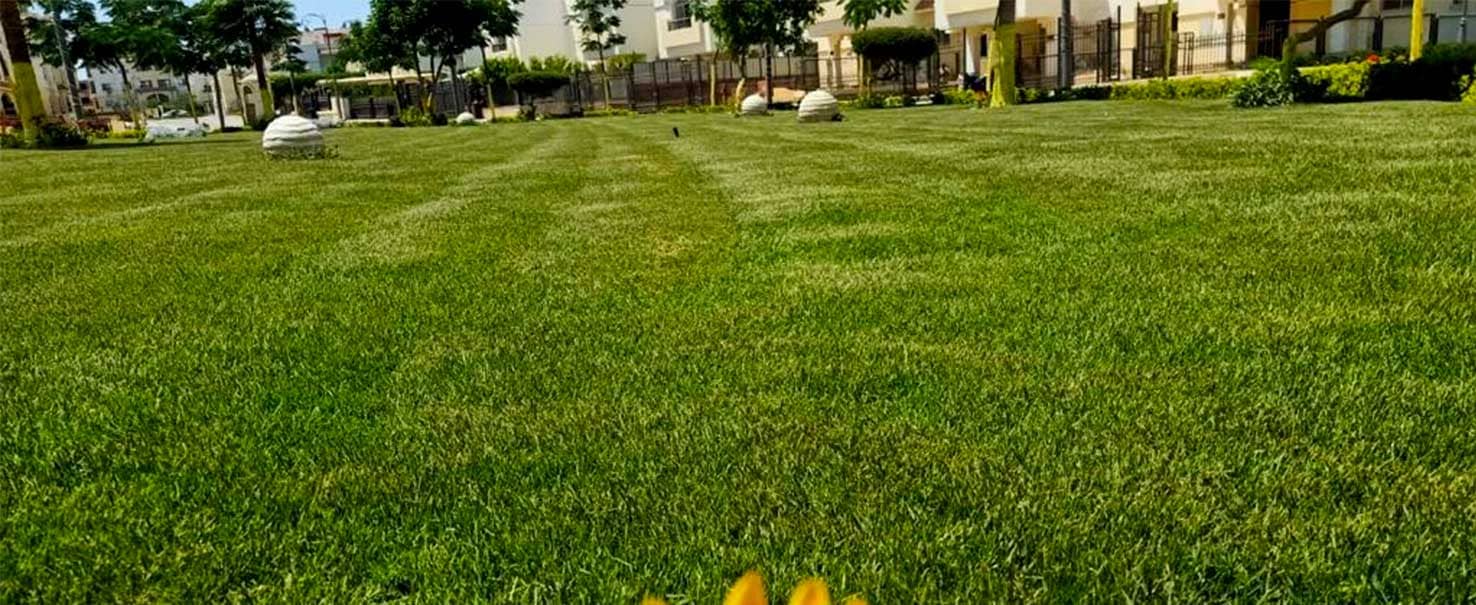 دريم لاند | شقة
