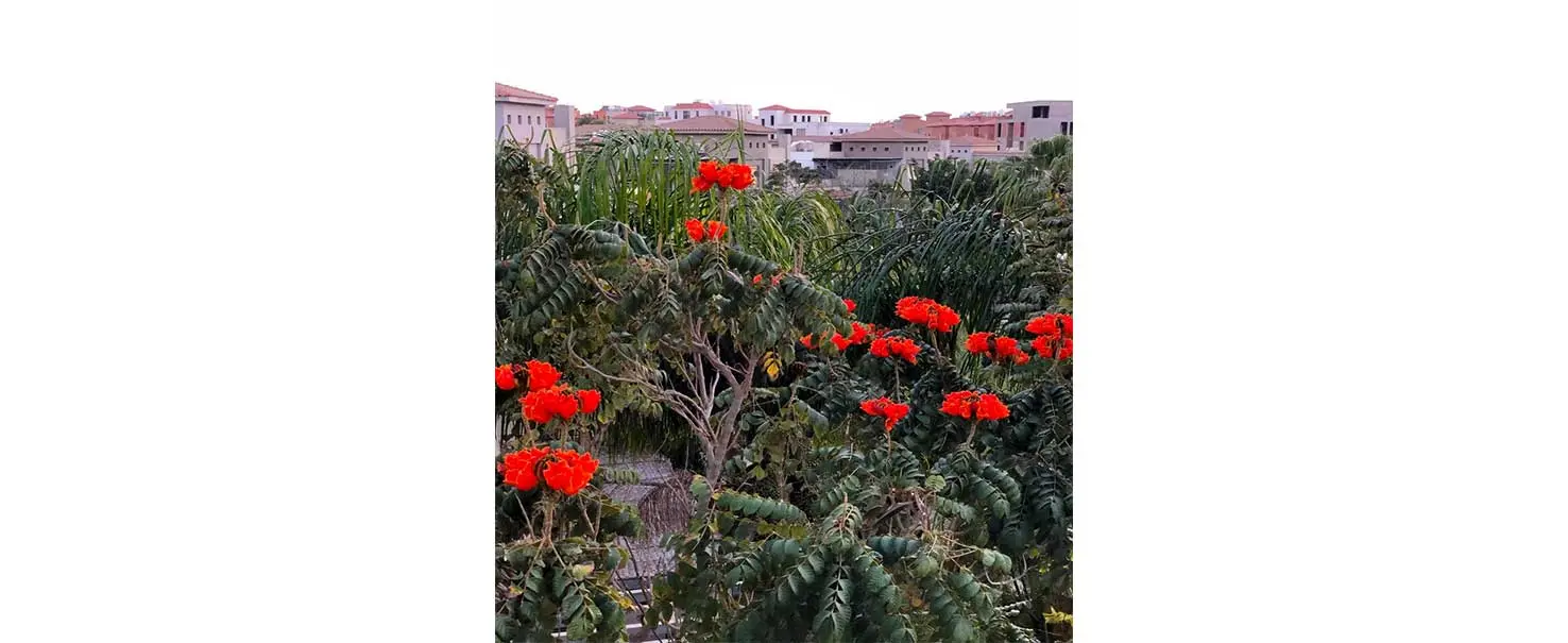 Palm Hills Bamboo | Duplex