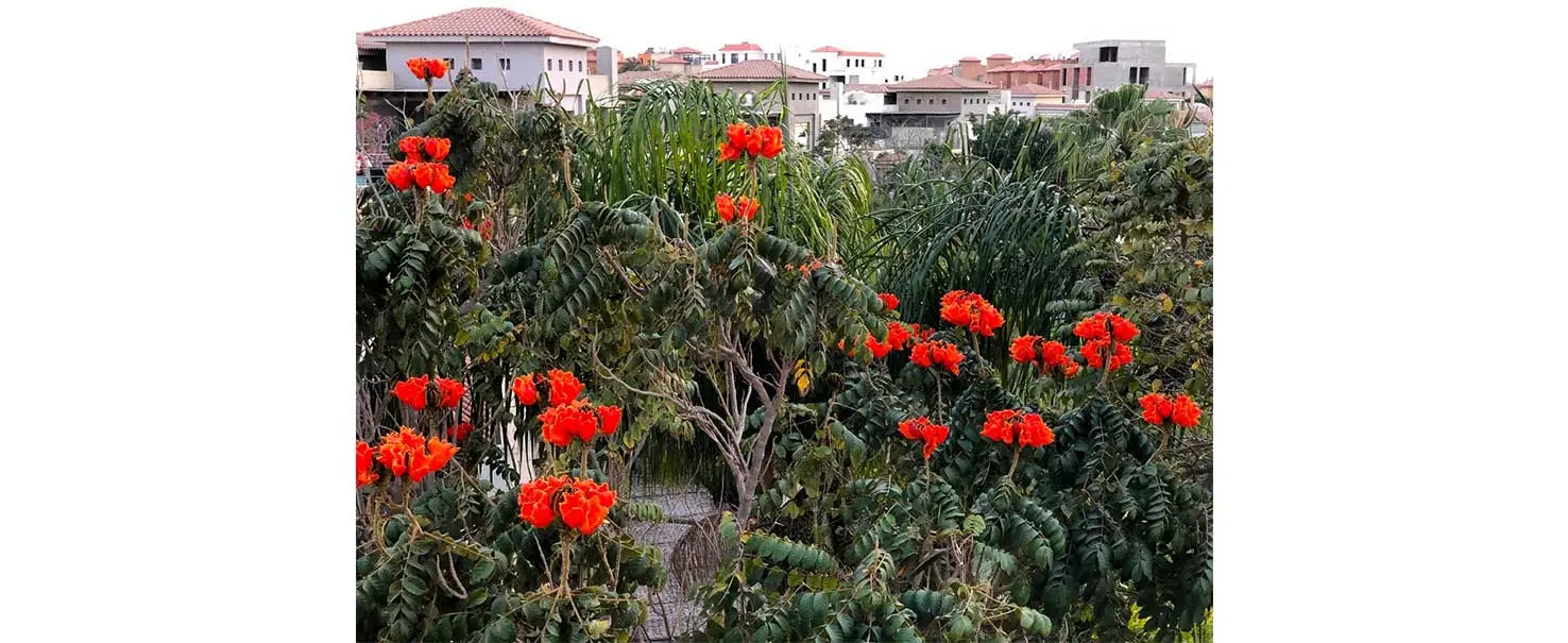 Palm Hills Bamboo | Duplex